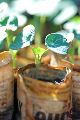 plantas platas